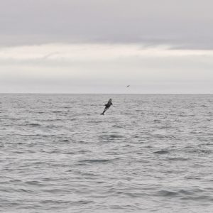 fliegender Delfin vor Dalvik