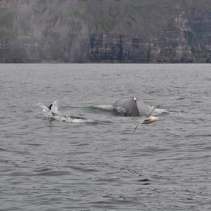 Buckelwal, Delfin und Möwe