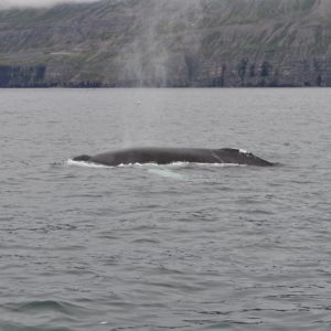 Buckelwal vor Dalvik